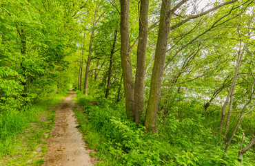 Wald Weg Natur Landschaft