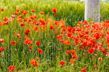 flower bed of poppies
