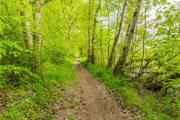 Fototapeta premium Waldweg