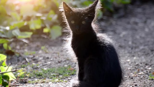 little cat in the field