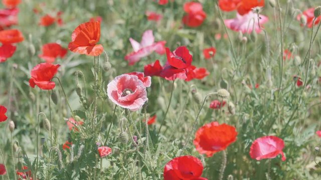 Shirley Poppy Flowers,at Showa Memorial Park,Tokyo,Japan,Filmed in 4K