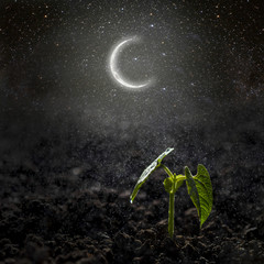 Green seedling growing