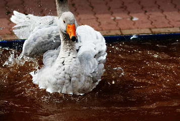 Gans