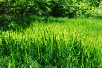 Abstract natural backgrounds grass