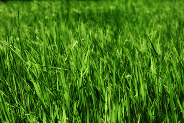 Abstract natural backgrounds grass