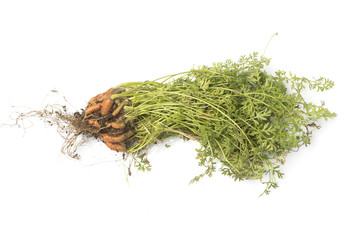 Home grown organic carrots on white background