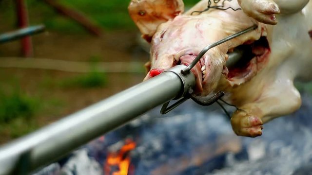 Roasting a pig on a spit
