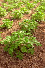 Potato field, plants growing in homegrown organic vegetable gard