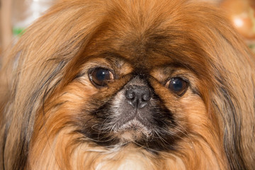 pet dog breed a Pekingese