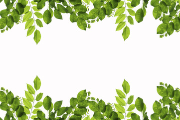 Fototapeta premium Green leaves on white background