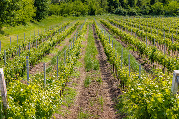 Fototapeta na wymiar green vineyards