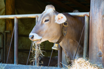 Cow eats hay © michelangeloop