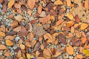 dry leave on the ground
