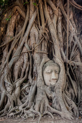 Ancient Buddha Head inside the tree at Mahathat Temple Ayutthaya historical park thailand.

