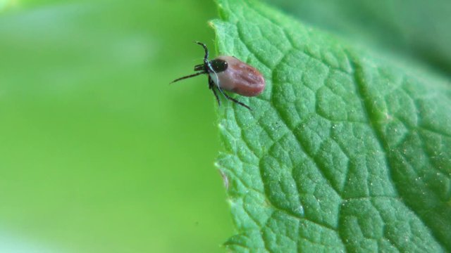 Zecke auf einem Blatt