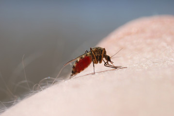 Mosquito blood sucking on human skin