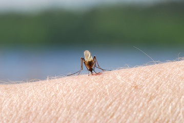Mosquito blood sucking on human skin