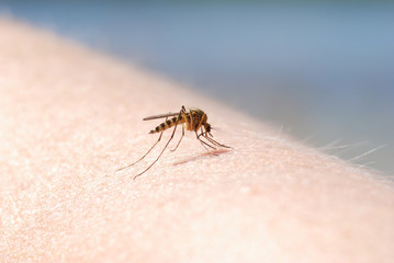Mosquito blood sucking on human skin