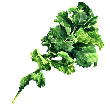 Bunch of fresh green kale leaf vegetable isolated, watercolor illustration