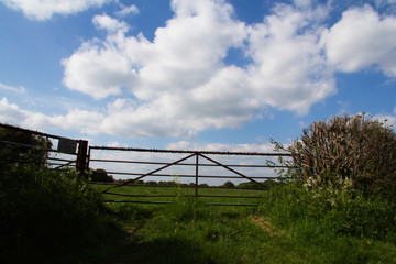 Fototapeta premium Old metal gate in a hedge with blue sky