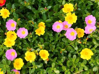 the image of many color of Flower Portulaca oleracea.