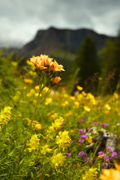 Flowers on the mountain meadow