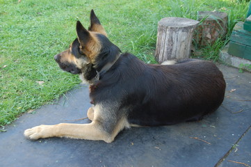 pies leżący bokiem