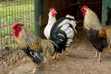 Galli e galline nel pollaio © Enrico Chiamenti