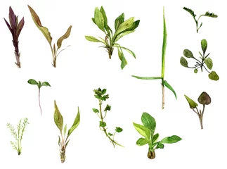 Fotobehang Set of watercolor drawing herbs © cat_arch_angel