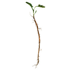 Fototapeta premium watercolor drawing plant with leaves and roots