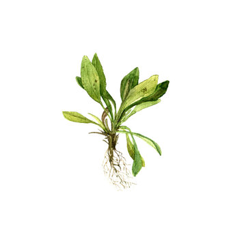 watercolor drawing plant with leaves and roots