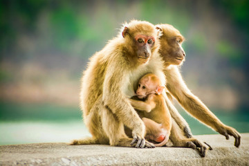 Fototapeta premium monkey family in Thailand , selective focus
