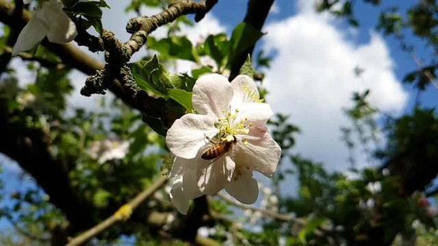 Slow Motion - Biene fliegt um Apfelblüte