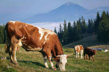 Fototapeta na wymiar Cows grazing in the mountains