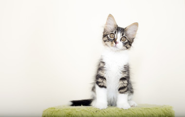 Kedi  © Esin Deniz