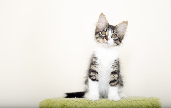 Kedi 