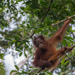 Child-orangutan gazes down, sitting in a tree (Indonesia)