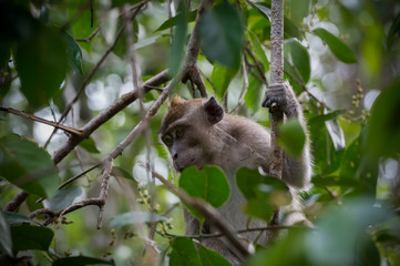 Grey cynomolgus monkeys hidden in the green leaves of a tall tree (Borneo / Kalimantan, Indonesia)