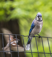 Blue Jay on the fence