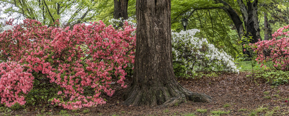 Spring scene Central Park, New York City
