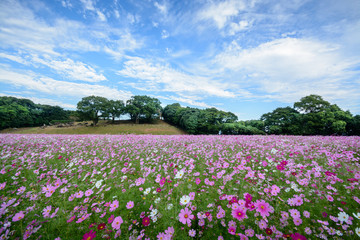 コスモス畑＠長崎県佐世保市展海峰