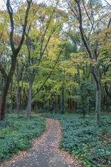 the trail path in a park, Japan