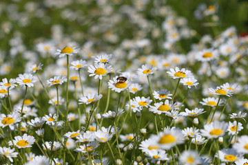 bee on chamomile flower spring season