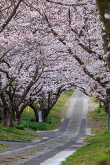 桜のアーチ