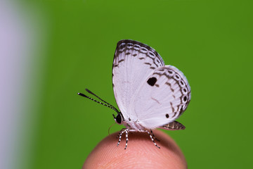 The Quaker butterfly