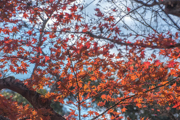 view of red maple leave in Japan