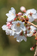 桜の花