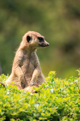 ミーアキャットのポートレート