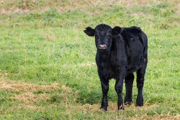 isolated black Angus calf standing on grass