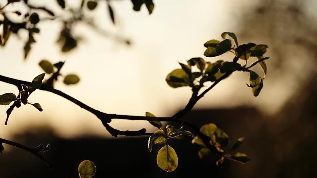 Evening in the village , view of a cherry tree branch.